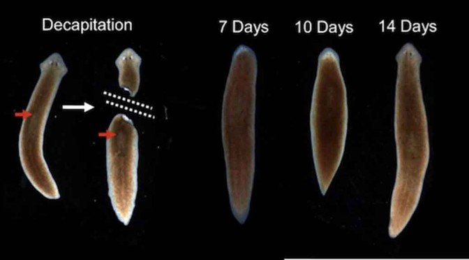 Planarian Worm – Cloning a Creature was Never This Easy