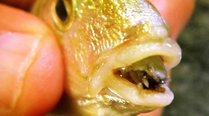 Bizarre Creature – The Tongue Eating Parasite