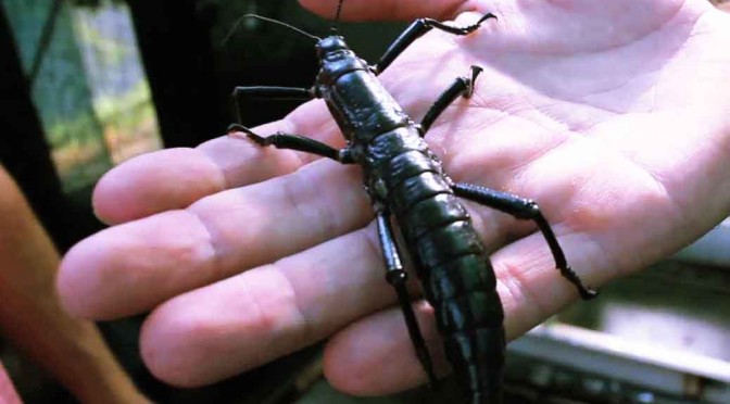 The Sweet Tale of the Mysterious Tree Lobster