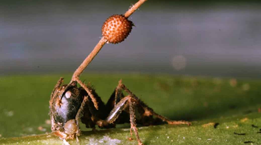 Mind Controlling Fungus Turns Insects Into Zombies – Awesci – Science ...