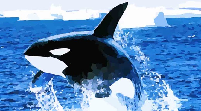 Killer Whale’s Ingenious Trick To Kill Sharks