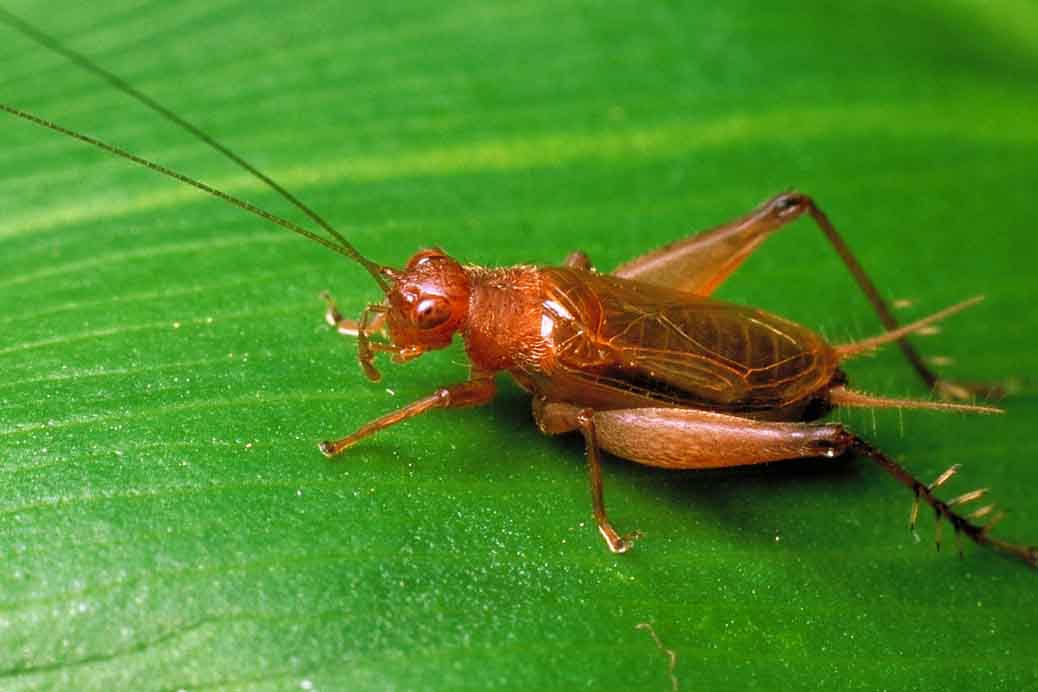 crickets-nature-s-weather-reporters