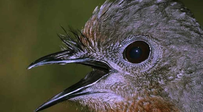 Australian Bird Makes Camera Shutter Sounds