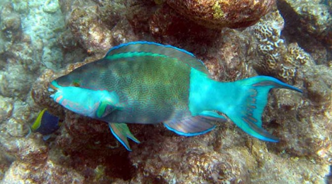 parrot fish poop
