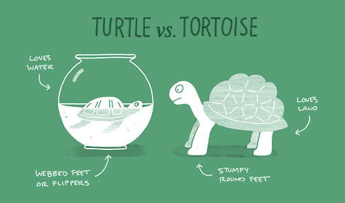 Image result for turtle vs tortoise