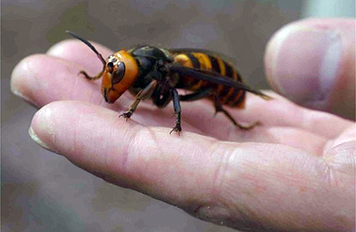 giant-hornet.png