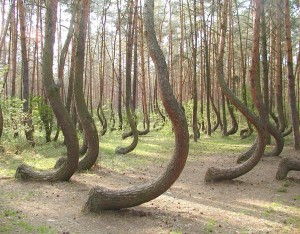 crooked-forest-5[2]