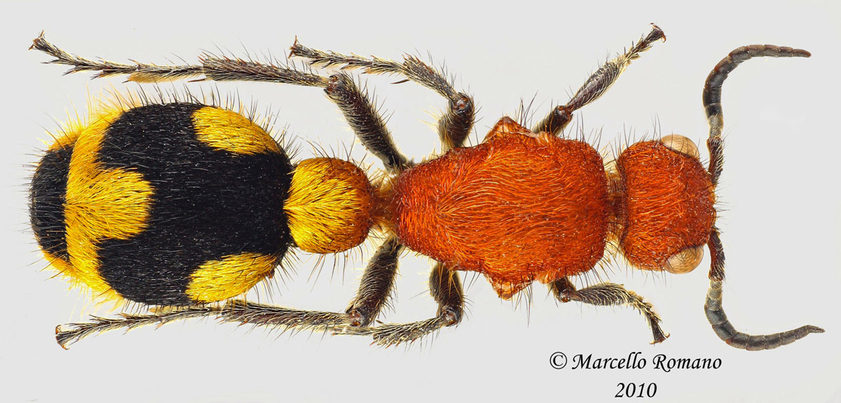 Velvet Ants are not Ants – Awesci – Science Everyday