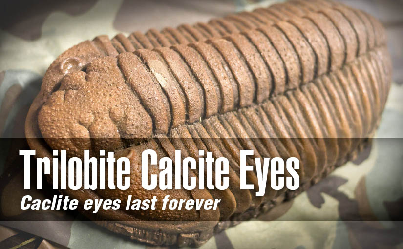Trilobite Eyes: Calcite Eyes Last Forever