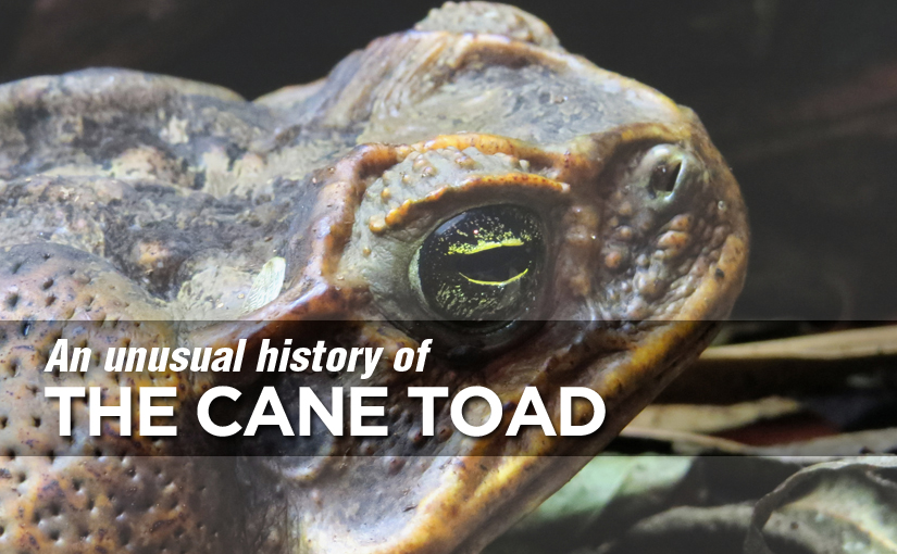 The Menace of American toads in Queensland Australia