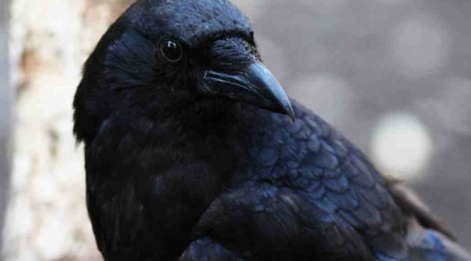 intelligent crows