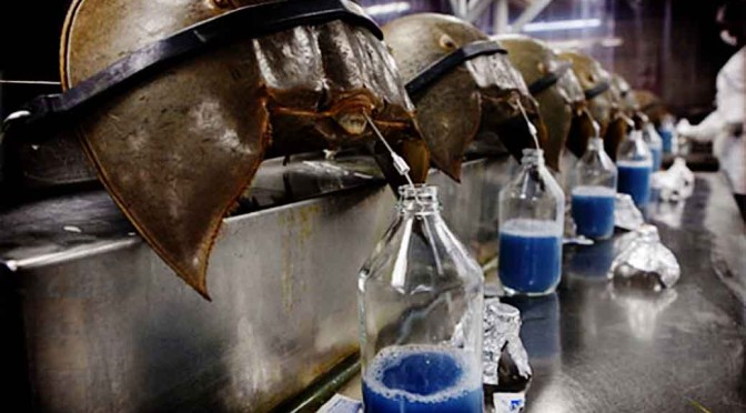The Blue Blood of a Horseshoe crab is Precious