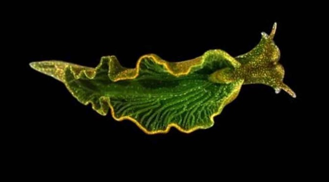 solar powered sea slug makes own food