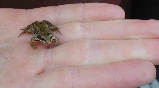 Wood Frog Dies and Comes Back to Life