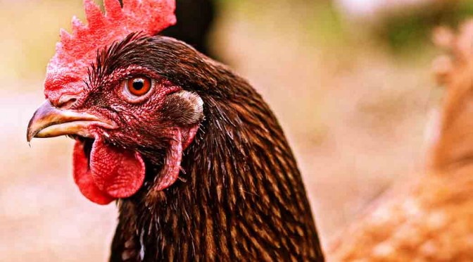 How Chicken Heads Saved Switzerland From Rabid Foxes