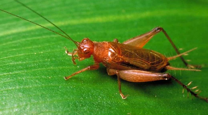 Crickets – Nature’s Weather Reporters