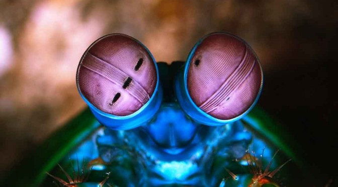 Eyes of the Mantis Shrimp – Colours and Hexnocular Vision