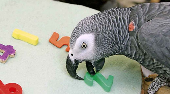 Alex The Genius Parrot – A Touching Tale