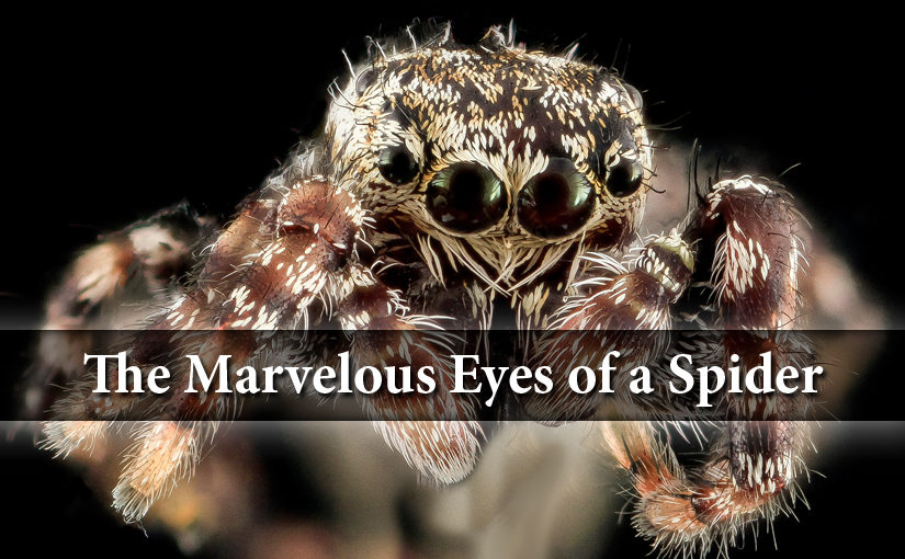 Spider Eyes are Nature’s Marvels