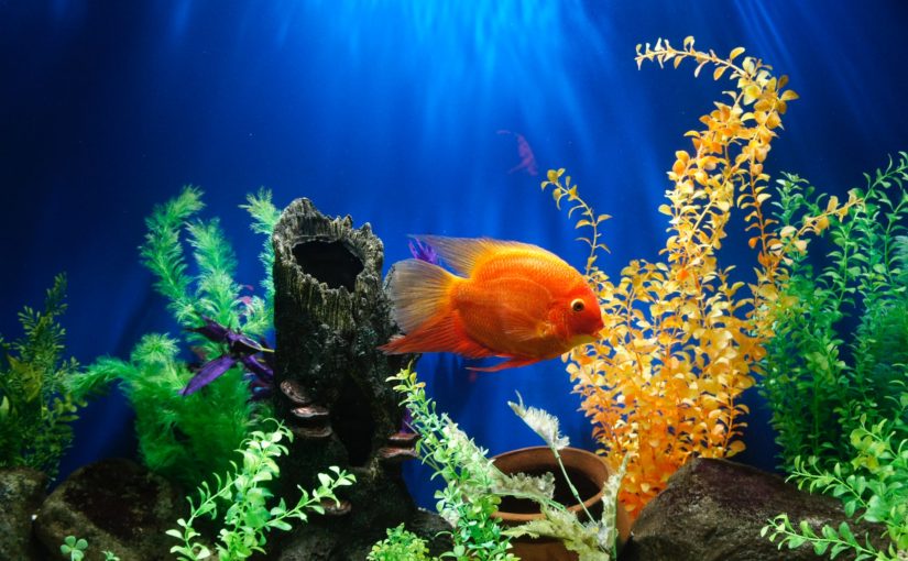 An In-depth Look At Aquaponics: Eco-Friendly Fish Tanks