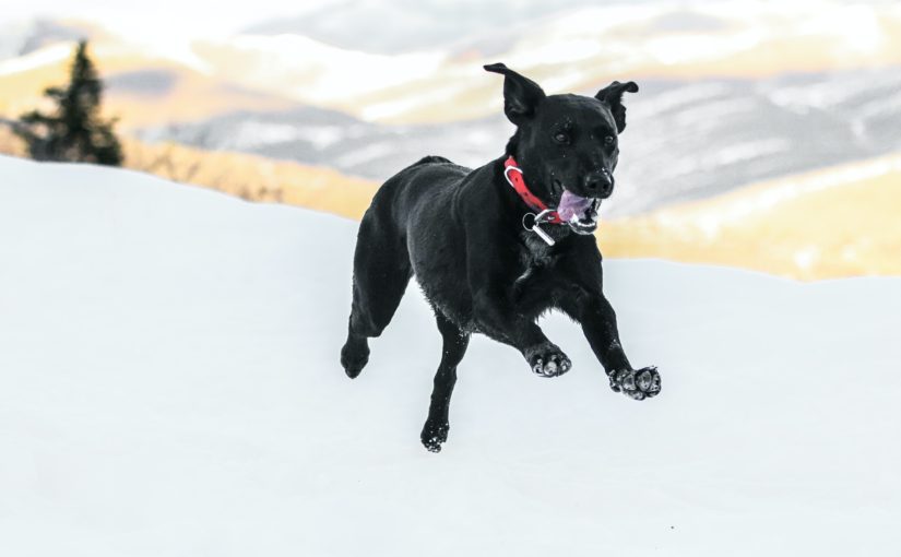 What Scientific Processes Take Place When Your Dog Enjoys Exercise?